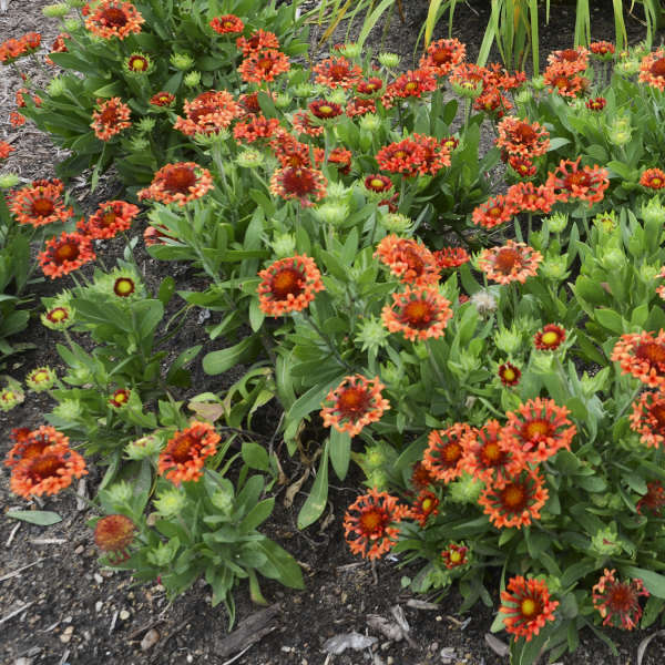 Gaillardia 'Fanfare Blaze' Blanket Flower