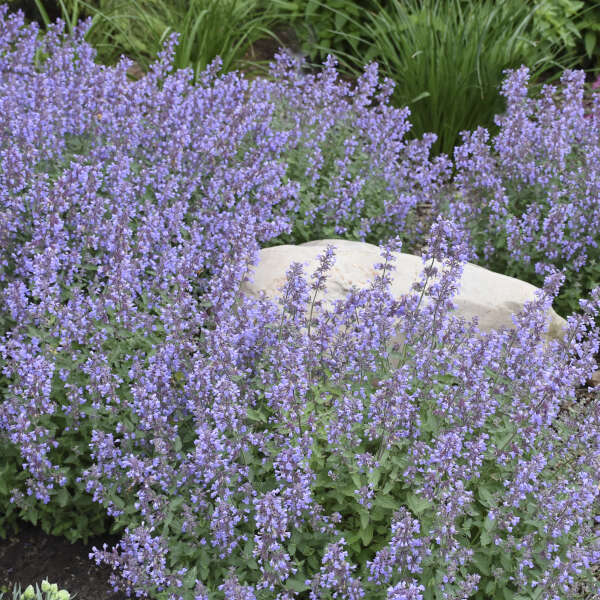 Nepeta 'Cat's Meow' Catmint