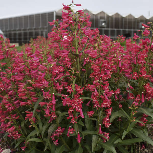 Penstemon 'Rose Rhinestones' Bearded Penstemon