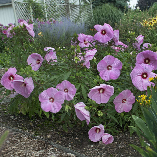 Hibiscus 'Party Favor' Rose Mallow