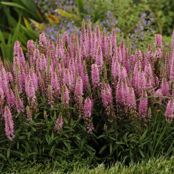 Veronica 'Giles van Hees' Spike Speedwell