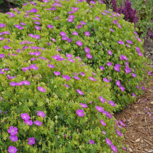 Geranium 'New Hampshire Purple' Hardy Geranium