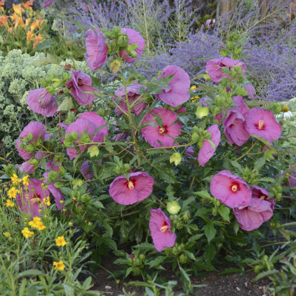 Hibiscus 'Berrylicious' Rose Mallow