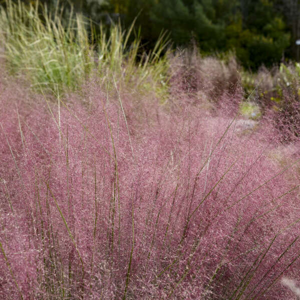 Muhlenbergia 'Candy Floss' Muhly Grass