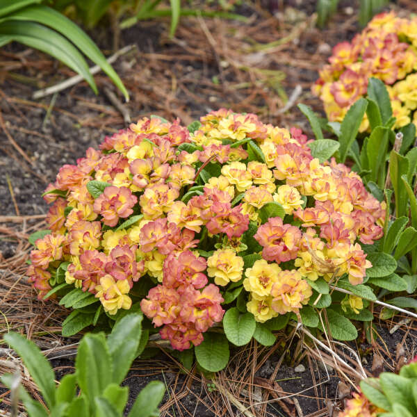 Primula BELARINA® NECTARINE Primrose