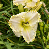 Hemerocallis 'Marque Moon'