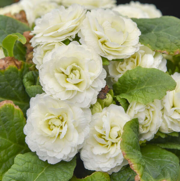 Primula 'Spearmint' Primrose