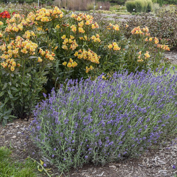 Lavandula 'Summer Serenade' Lavender