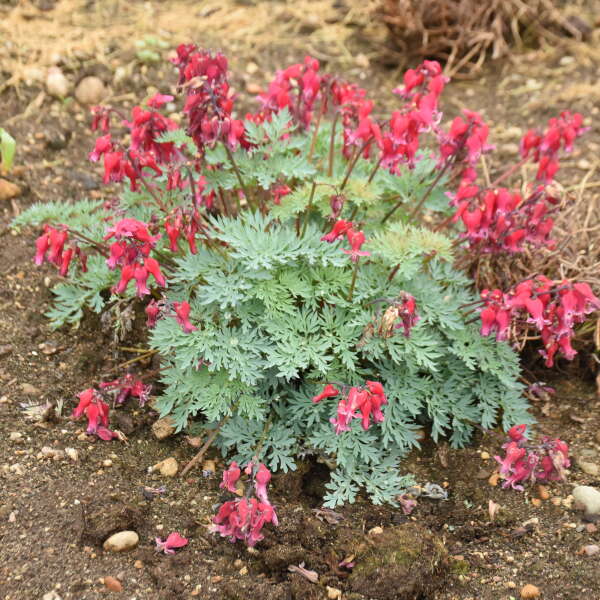 Dicentra 'Rubies and Diamonds' Fern-leaved Bleeding Heart