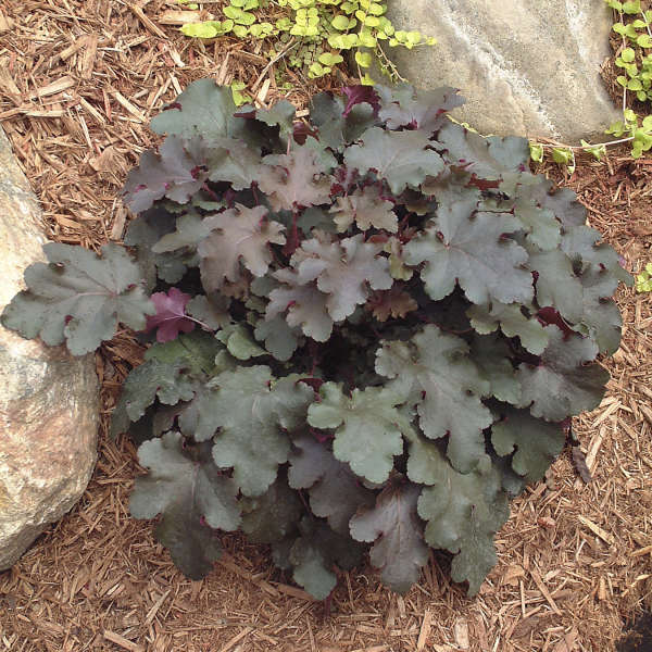 Heuchera 'Chocolate Ruffles' Coral Bells