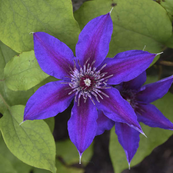 Clematis 'Fireworks' Clematis