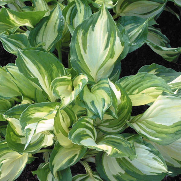 Hosta 'Flame Stitch' | Perennial Resource