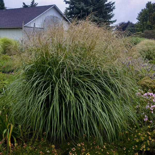 Miscanthus 'Autumn Anthem' Ornamental Grass