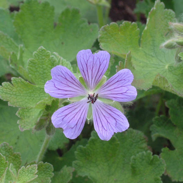 Geranium 'Philippe Vapelle' Hardy Geranium