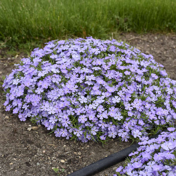 Phlox 'Rocky Road Periwinkle' Hybrid Spring Phlox