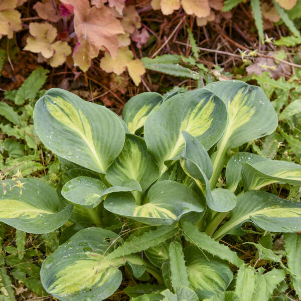 Hosta 'Mouseketeer' Hosta