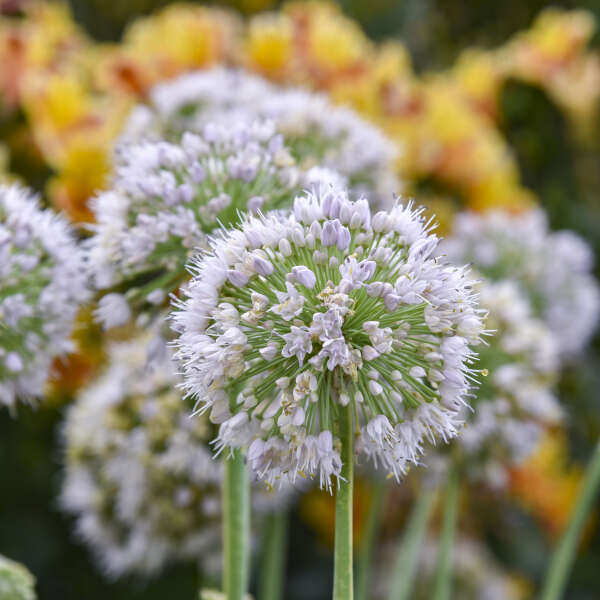Allium 'Bobblehead' Ornamental Onion
