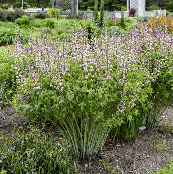 Baptisia 'Plum Rosy' False Indigo