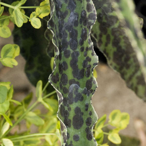 Manfreda 'Chocolate Chips' Perennial Deciduous Agave