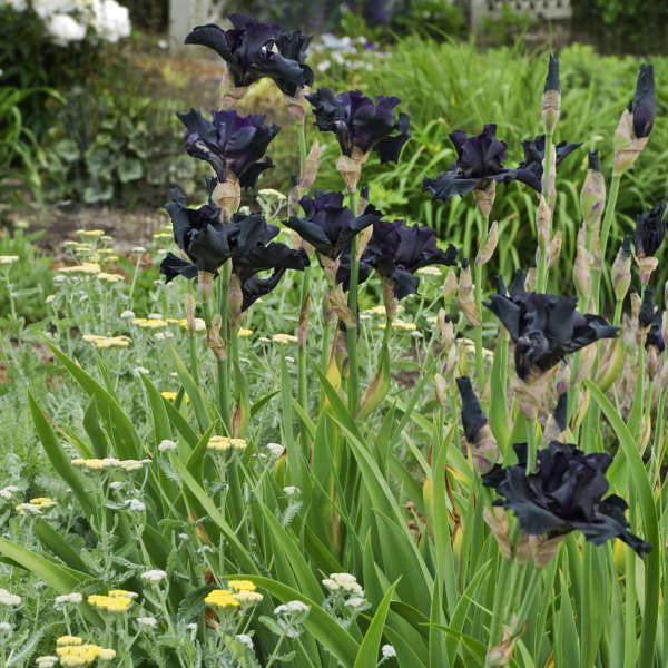 Iris 'Before the Storm' Tall Bearded Iris