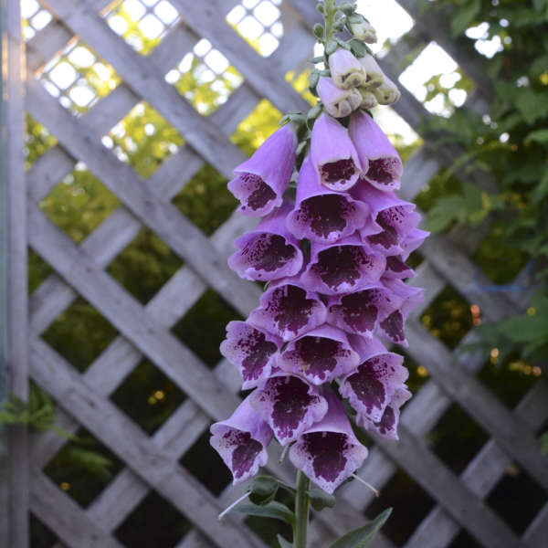 Digitalis 'Sugar Plum' Common Foxglove