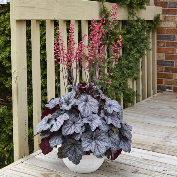 Heuchera 'Glazed and Infused' Coral Bells