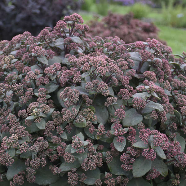 Sedum 'Spellbound' Autumn Stonecrop