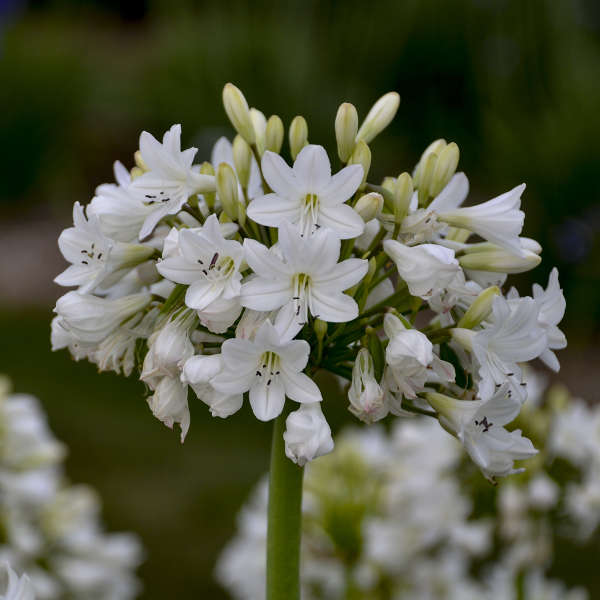 Agapanthus 'Galaxy White' Lily of the Nile