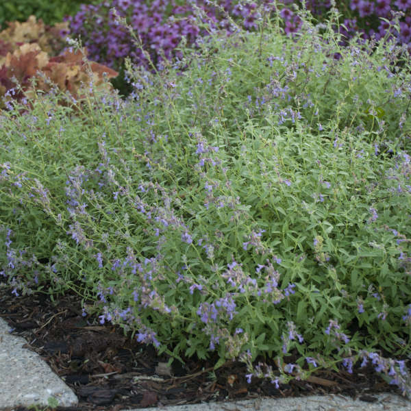 Nepeta LITTLE TRUDY® Catmint