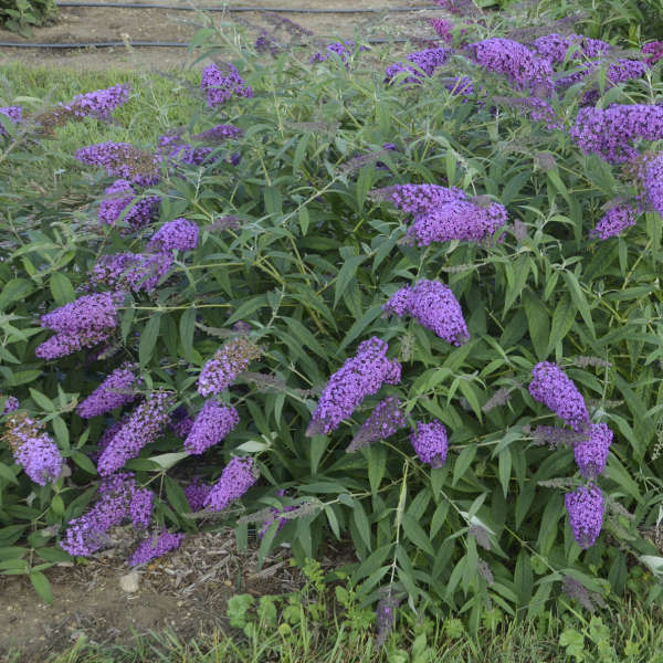 Image of Butterfly Bush 'Royal Purple'