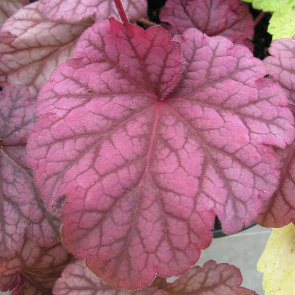 Heuchera 'Berry Smoothie' Coral Bells