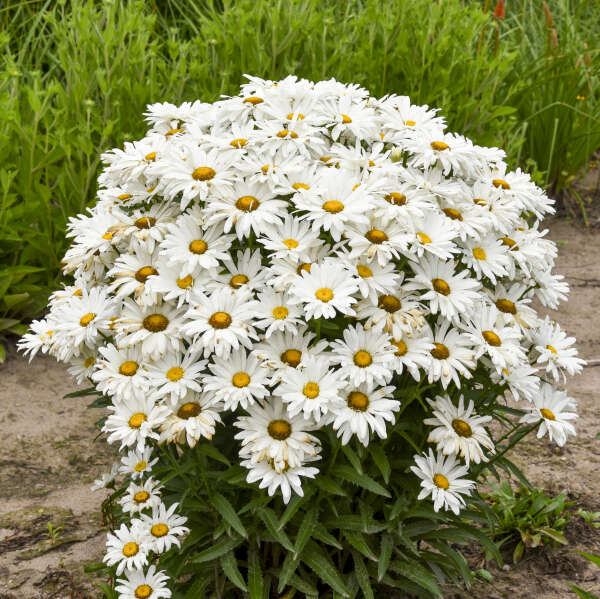 Leucanthemum 'Dream Big' Shasta Daisy