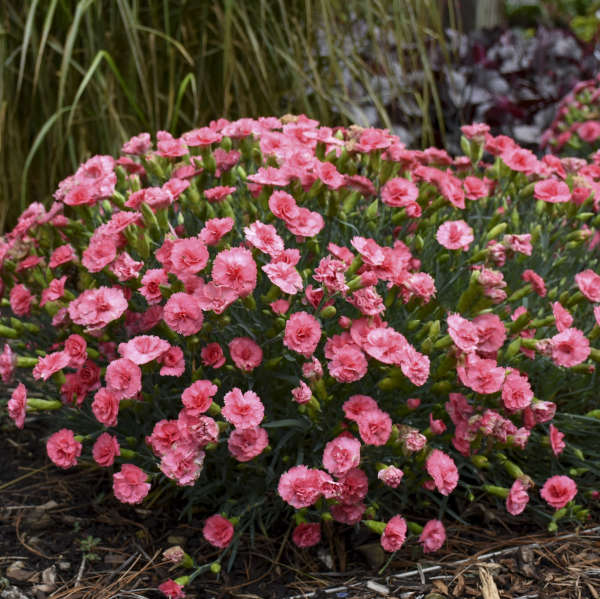 Dianthus 'Classic Coral' Pinks