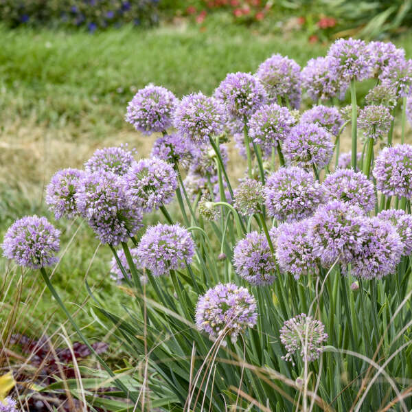 Allium 'Bubble Bath' Ornamental Onion