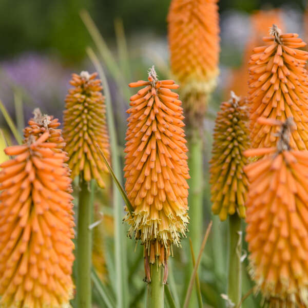 Kniphofia 'Mango Mimosa' Red Hot Poker