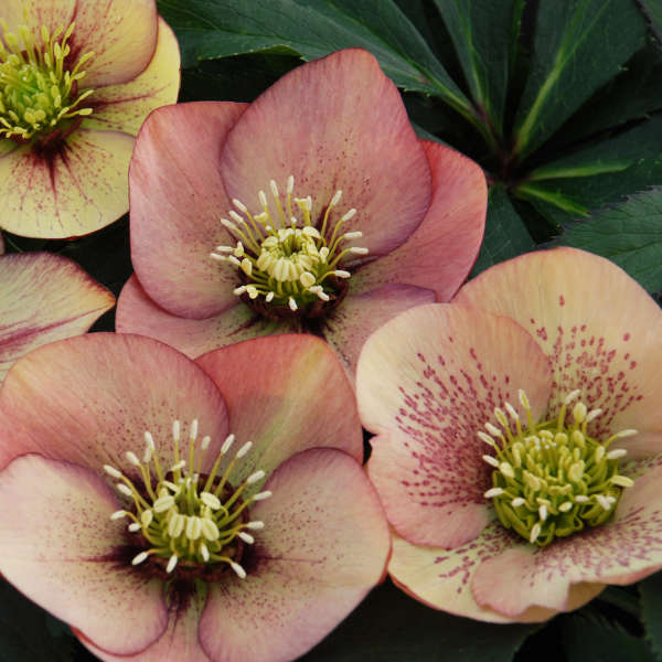 Helleborus 'Mango Magic' Lenten Rose