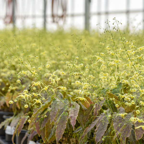 Epimedium 'Woodland Elf' Barrenwort