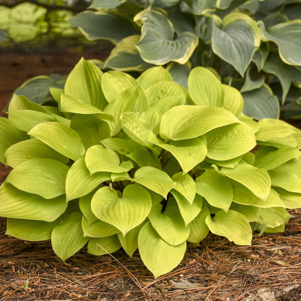 hosta FIRE ISLAND small red yellow disease-free 2.5" pot = 1 Cut Potted Plant 
