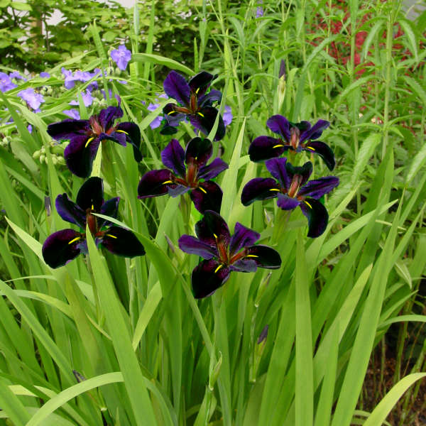Iris 'Black Gamecock' Louisiana Iris