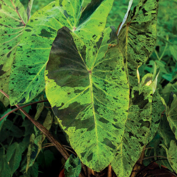 Colocasia 'Mojito' Elephant Ear