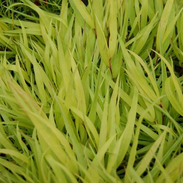 Hakonechloa 'All Gold' Hakone Grass