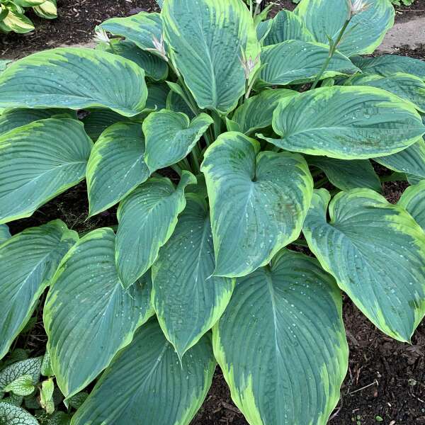 Hosta 'Wu-La-La' Hosta