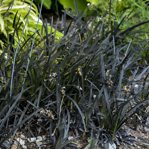 Ophiopogon 'Niger' Black Mondo Grass