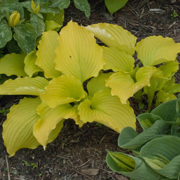 Hosta 'Dancing Queen' Hosta