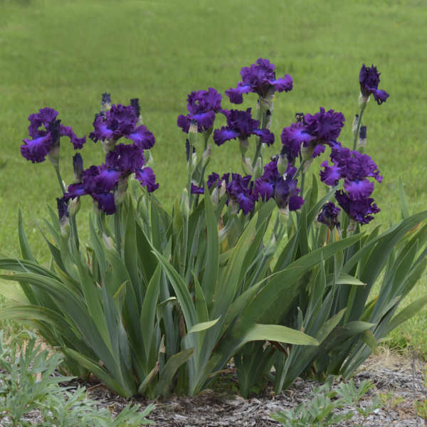 Iris 'Swingtown' Tall Bearded Iris