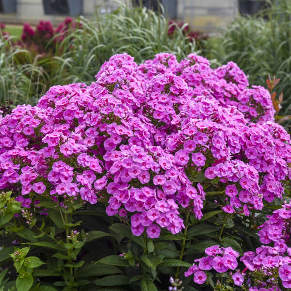 Phlox Paniculata Border Gem