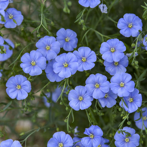 Perennial,long blooming,sky blue,nectar Blue Flax 100 Seeds Linum
