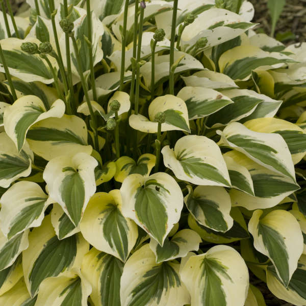 Hosta 'Grand Prize' | Perennial Resource