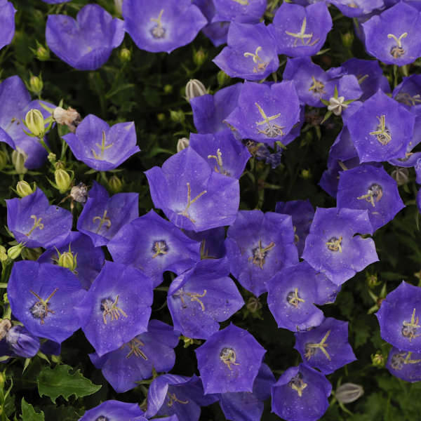 Campanula 'Pearl Deep Blue' Carpathian Bellflower