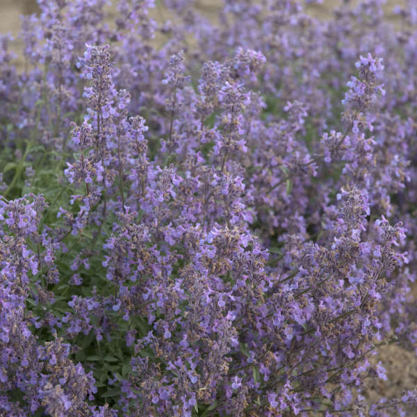 Nepeta LITTLE TRUDY® Catmint